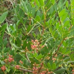 PENTAX DIGITAL CAMERA